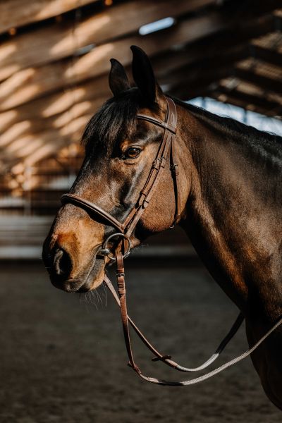 Huntertrense NORTON in Havana