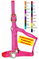 Valhoma Halfter mit genieteten Löchern (B) Valhoma Halfter mit genieteten Löchern (B)