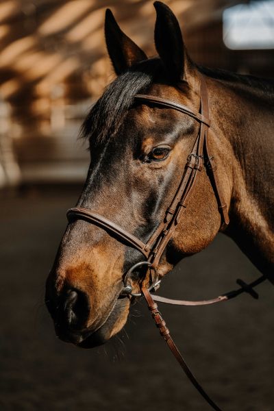Huntertrense NORTON in Havana